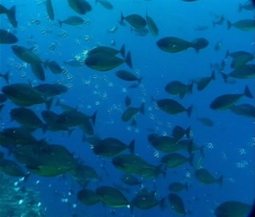 蓝色海水鱼群游动视频素材