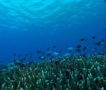 海底珊瑚丛小鱼穿梭游动视频素材