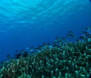 海底珊瑚丛小鱼穿梭游动视频素材