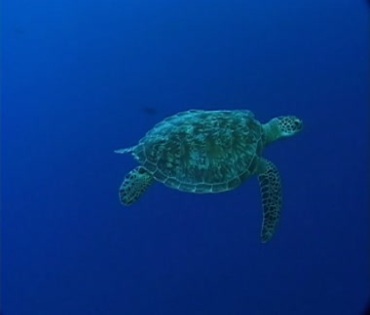 大海龟在蓝色海水中游动深潜视频素材