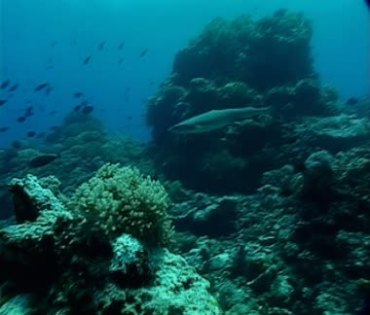 海底世界鲨鱼游弋视频素材