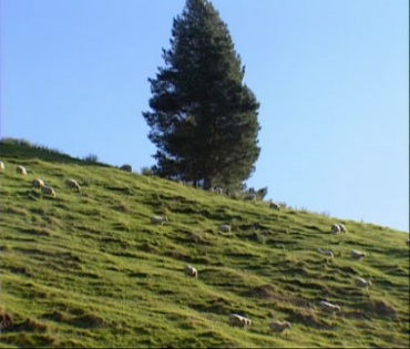 山坡草地羊群山羊视频素材