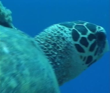 海底大海龟游过视频素材