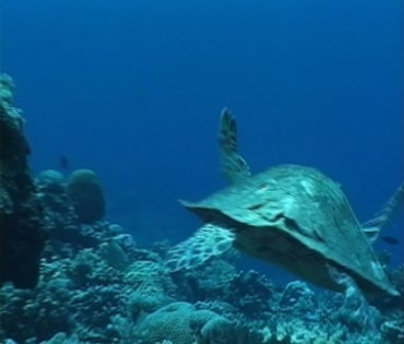 海底大海龟游过视频素材