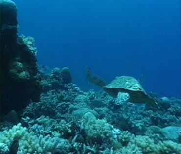 海底大海龟游过视频素材