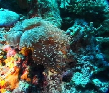 海底美丽的珊瑚须子视频素材