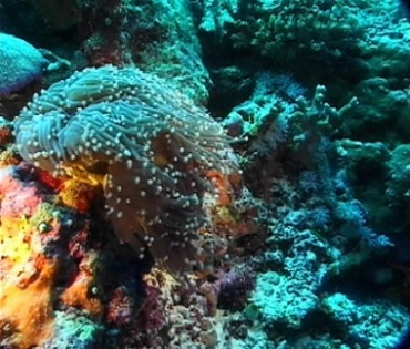 海底美丽的珊瑚须子视频素材