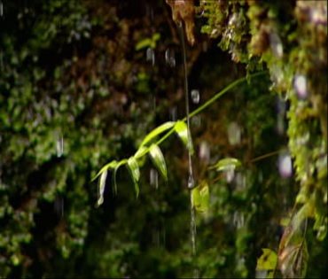 野外雨水泉水滴水漏水视频素材