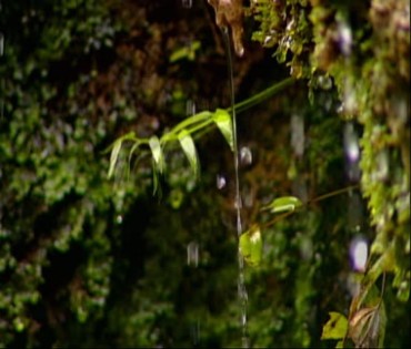 野外雨水泉水滴水漏水视频素材