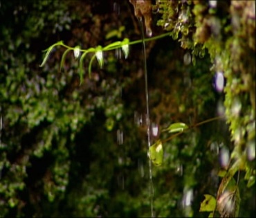 野外雨水泉水滴水漏水视频素材