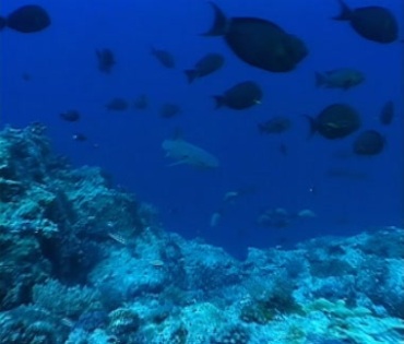 蓝色海水海底鲨鱼游弋鱼群水下摄影视频素材