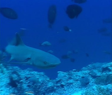 蓝色海水海底鲨鱼游弋鱼群水下摄影视频素材