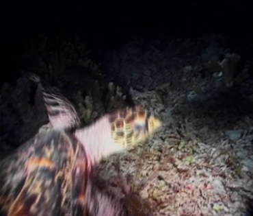 大海龟在海底游动潜水实拍视频素材