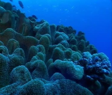 海底珊瑚随海水摆动鱼儿游动视频素材