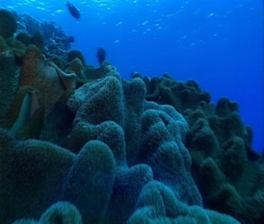 海底珊瑚随海水摆动鱼儿游动视频素材