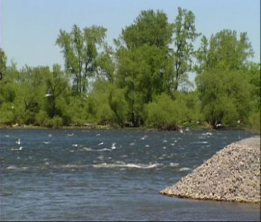 河流河边飞鸟白鸟视频素材