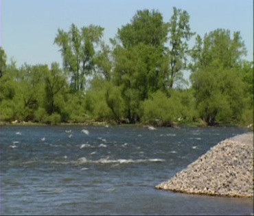 河流河边飞鸟白鸟视频素材