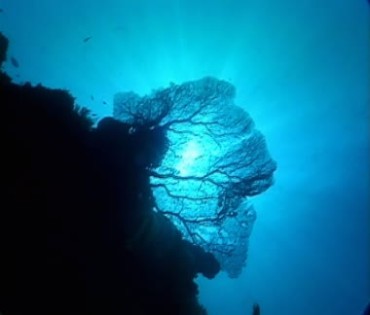 蓝色海底有光源射入光效视频素材