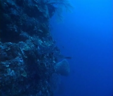 蓝色深海蝙蝠鱼游动视频素材