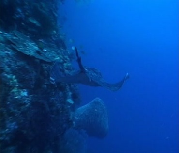 蓝色深海蝙蝠鱼游动视频素材