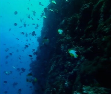 海底海洋珊瑚丛小鱼群游动穿梭视频素材