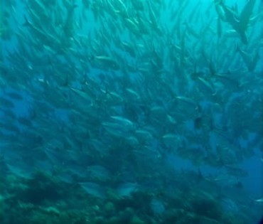 海底一大片鱼群游动水下摄影视频素材