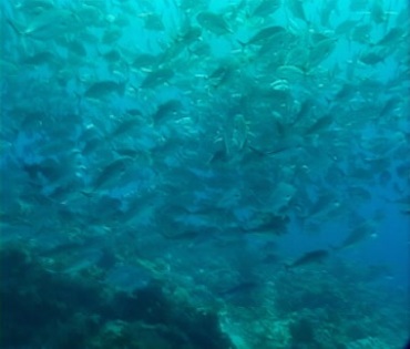 海底一大片鱼群游动水下摄影视频素材