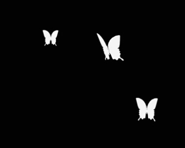 黑色背景白色蝴蝶飞舞动态特效视频素材