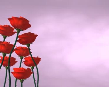 红玫瑰花朵花柱动态背景视频素材