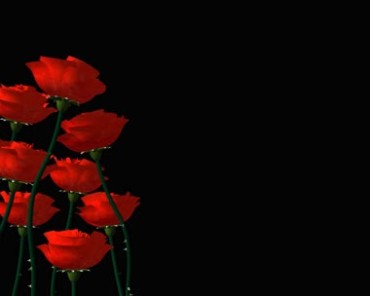 红玫瑰花黑屏特效视频素材