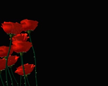 红玫瑰花黑屏特效视频素材