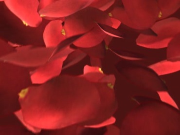 红色玫瑰花瓣掉落喜庆婚礼背景视频素材