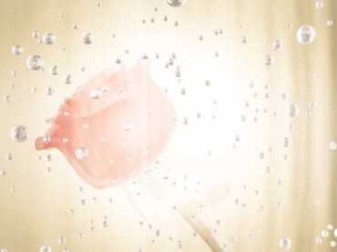 一枝玫瑰花粉红色花朵浪漫背景视频素材