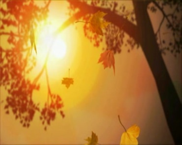 黄昏阳光照射树木叶子枫叶飘落背景视频素材