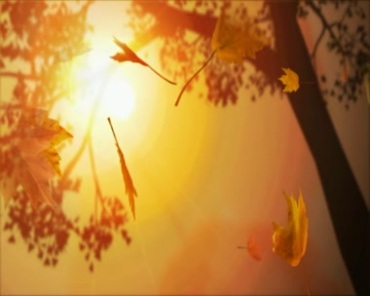 黄昏阳光照射树木叶子枫叶飘落背景视频素材