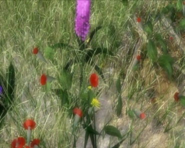 野外杂草野花生长开花动态特效视频素材
