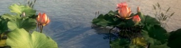 唯美荷塘荷叶荷花盛开金鱼跃出水面（有音乐）视频素材