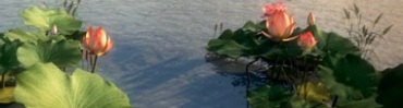水墨锦鲤鱼游动池塘荷花荷叶满园视频素材