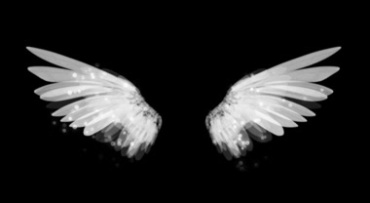 天使的翅膀双翅扇动黑屏抠像特效视频素材
