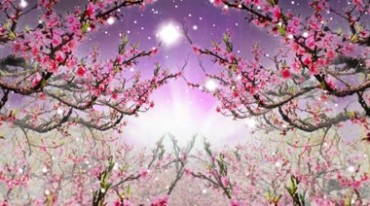 唯美桃花桃树林满树粉色花朵舞台背景视频素材