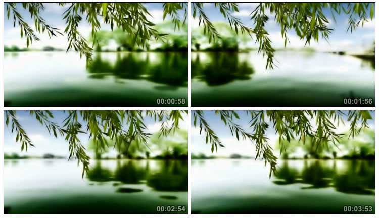 湖畔柳树垂柳杨柳绿水湖水悠扬音乐视频素材