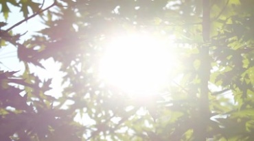 阳光穿过树叶缝隙耀眼视频素材