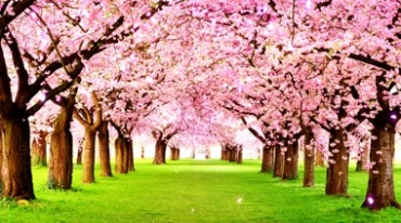 行道树满树桃花春天浪漫花瓣视频素材