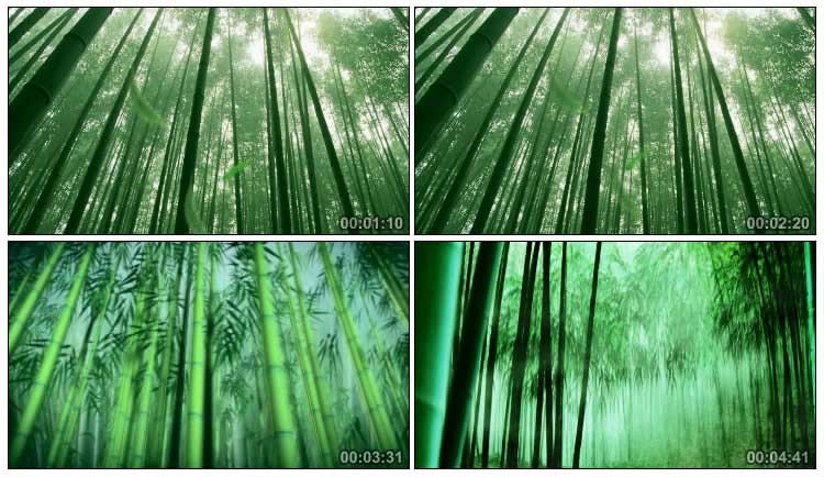 下雨中的竹林雨滴竹叶竹子林背景视频素材