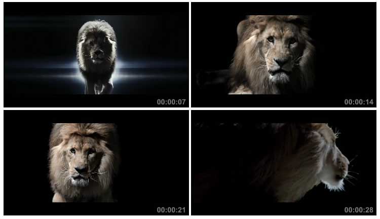 灯光开场雄狮动物狮子步行奔跑王者风范视频素材