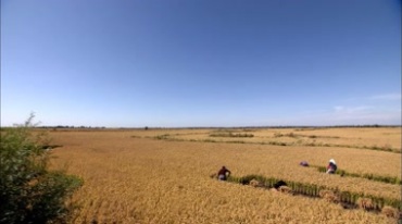 农民手拿镰刀收割水稻丰收年特写镜头视频素材