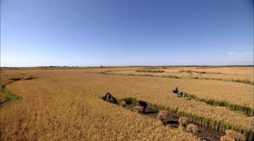 农民手拿镰刀收割水稻丰收年特写镜头视频素材