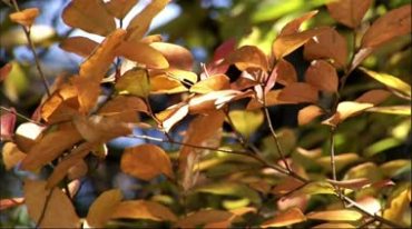 金黄秋季银杏树叶树林风景黄叶阳光视频素材