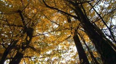 金黄秋季银杏树叶树林风景黄叶阳光视频素材