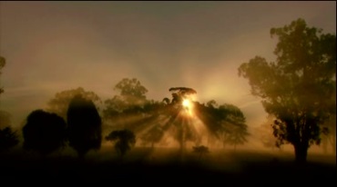 日出太阳升起光芒从树杈间漏出照射清晨阳光视频素材
